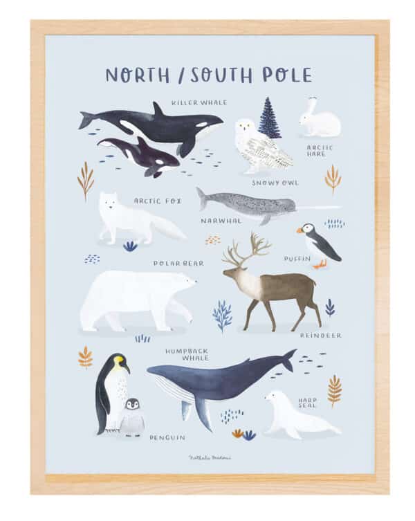 Lilipinso Living Earth Poster - Dieren van de Noord- en Zuidpool