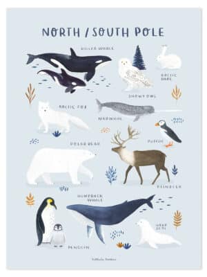 Lilipinso Living Earth Poster - Dieren van de Noord- en Zuidpool