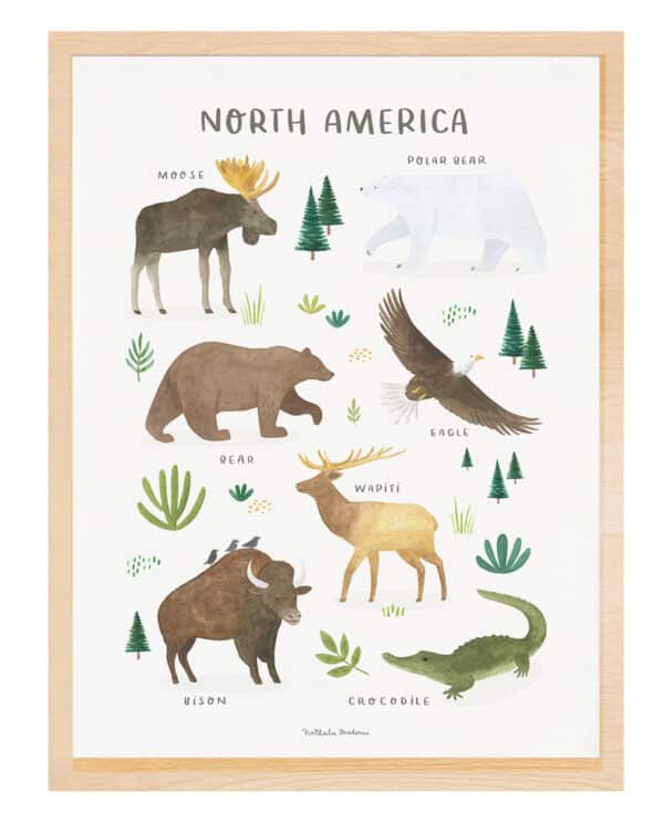 Lilipinso Living Earth Poster - Dieren van Noord Amerika