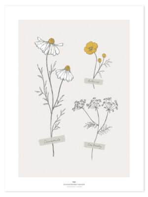 Lilipinso Chamomile Poster - Wild Flowers (30x40cm)