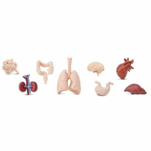 Safari Speelfiguren Toob Set - Menselijke Organen