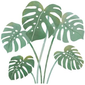 S1563 Lilipinso Yatsuni Muursticker Large Monstera Leaves 3700412478042 (2)